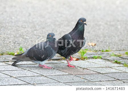 pigeon pigeon 141671483