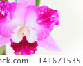 Pink Cattleya orchid against a bright background 141671535