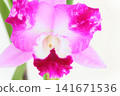 Pink Cattleya orchid against a bright background 141671536