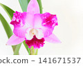 Pink Cattleya orchid against a bright background 141671537