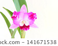 Pink Cattleya orchid against a bright background 141671538