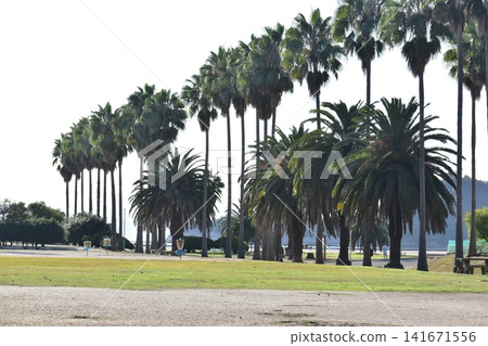 Hiroshima, Okunoshima, Rabbit Island Hiroshima, Okunoshima, Rabbit Island 141671556