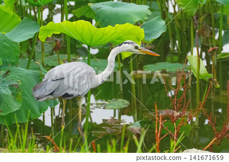 Gray heron Gray heron 141671659