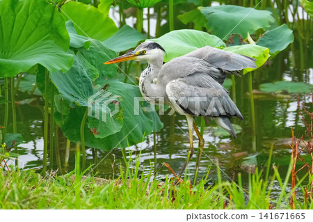 Gray heron Gray heron 141671665