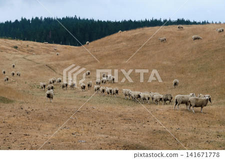 Flock of sheep - Rotorua Flock of sheep - Rotorua 141671778