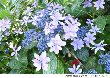 Beautiful hydrangea flowers in full bloom during the rainy season. Beautiful hydrangea flowers in full bloom during the rainy season. 141671803