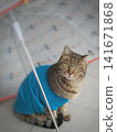 Rain shelter for cats 141671868