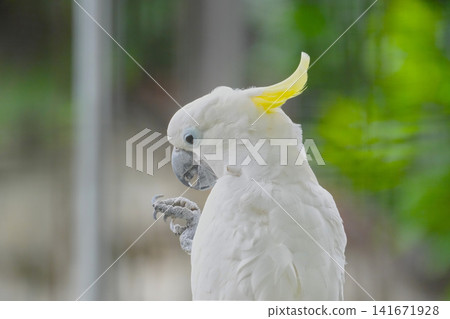 Parrot Parrot 141671928