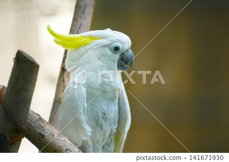 Parrot Parrot 141671930