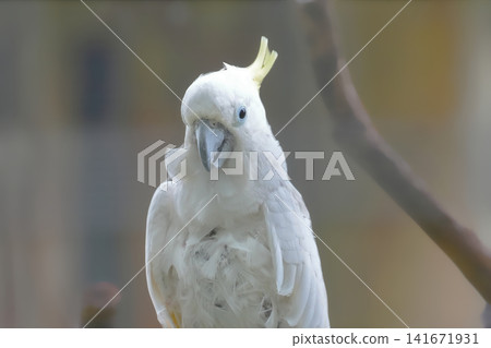 Parrot Parrot 141671931