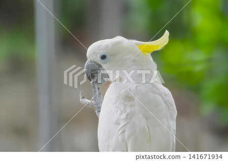 Parrot Parrot 141671934