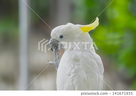 Parrot Parrot 141671935