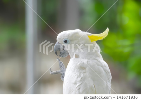 Parrot Parrot 141671936