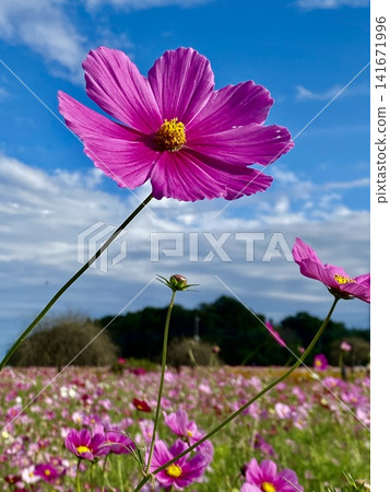 Vibrant pink cosmos flowers stand out against the clear autumn sky. A single flower and a field of blooming flowers create a refreshing autumn scene. Vibrant pink cosmos flowers stand out against the clear autumn sky. A single flower and a field of blooming flowers create a refreshing autumn scene. 141671996