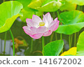 Lotus flower  141672002