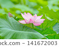 Lotus flower  141672003