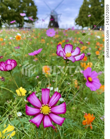 Colorful cosmos flowers swaying in the autumn breeze and the symbolic windmill create a breathtaking view of the flower fields in full bloom at Akebonoyama Agricultural Park. Colorful cosmos flowers swaying in the autumn breeze and the symbolic windmill create a breathtaking view of the flower fields in full bloom at Akebonoyama Agricultural Park. 141672009