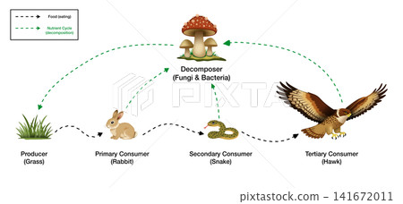 Educational ecological diagram illustrates nutrient cycle and trophic levels, showcasing interactions between producer, consumers, and fungal decomposer in biological science learning Educational ecological diagram illustrates nutrient cycle and trophic levels, showcasing interactions between producer, consumers, and fungal decomposer in biological science learning 141672011