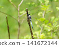 Dragonfly  141672144