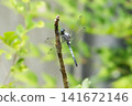 Dragonfly  141672146