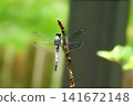 Dragonfly  141672148