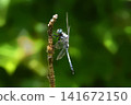 Dragonfly  141672150