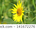 sunflower	 141672276