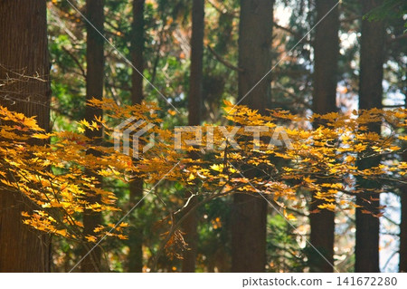 Mimasaka Alps: Ushiroyama, Komanooyama, Funakiyama 141672280