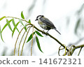 Great tit 141672321