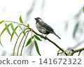 Great tit 141672322