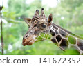 Giraffe  141672352