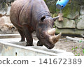 Rhino 141672389