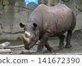 Rhino 141672390