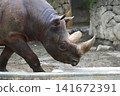 Rhino 141672391