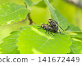 flies 141672449