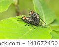 flies 141672450