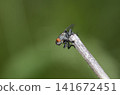 flies 141672451