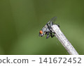 flies 141672452
