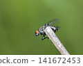 flies 141672453