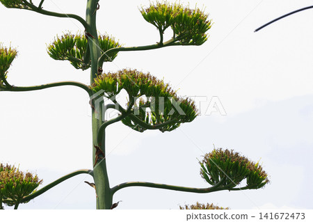[Natural Wood] Agave 141672473