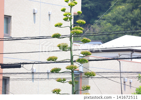 [Natural Wood] Agave 141672511