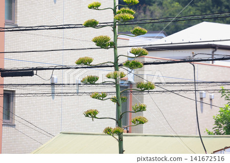 [Natural Wood] Agave 141672516