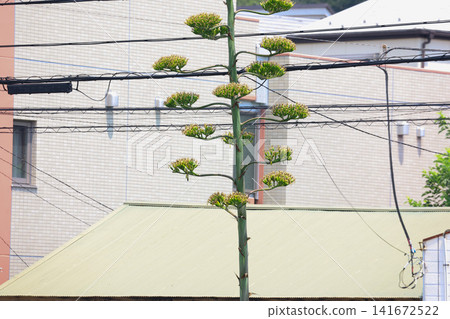 [Natural Wood] Agave 141672522