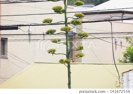 [Natural Wood] Agave 141672539