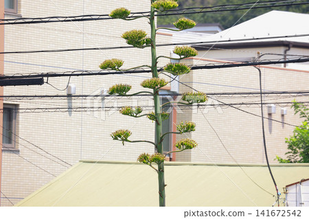 [Natural Wood] Agave 141672542