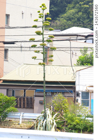 [Natural Wood] Agave 141672560