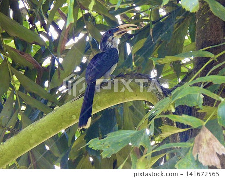 Sri Lankan Little Hornbill, a wild bird endemic to Sri Lanka Sri Lankan Little Hornbill, a wild bird endemic to Sri Lanka 141672565
