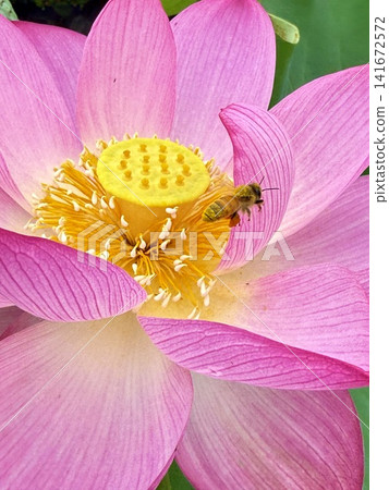 Honeybees flew to the lotus flowers in full bloom. The vibrant pink petals and natural materials evoke the feeling of early summer. Honeybees flew to the lotus flowers in full bloom. The vibrant pink petals and natural materials evoke the feeling of early summer. 141672572