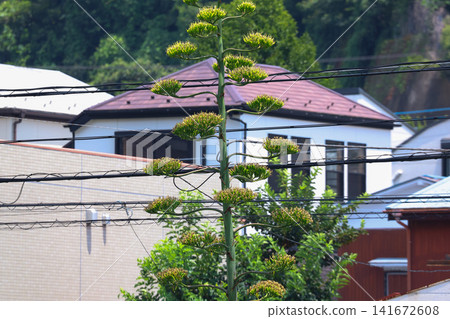 [Natural Wood] Agave 141672608