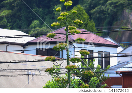 [Natural Wood] Agave 141672613